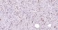 PCNA Mouse mAb